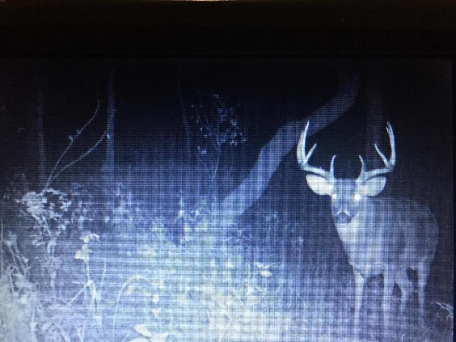 Missouri Deer and Turkey Hunts
